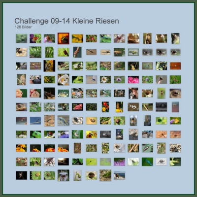 Challenge 09-14 Kleine Riesen.jpg