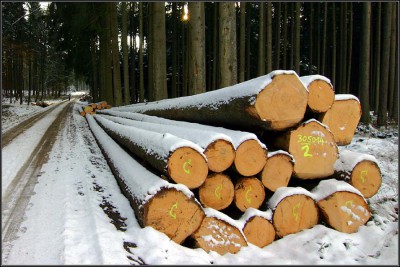 Baumstämme.jpg