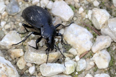 Lederlaufkäfer.jpg