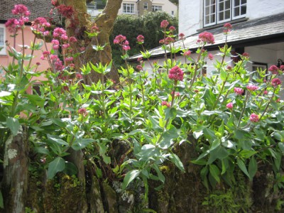 Mauerblümchen.JPG