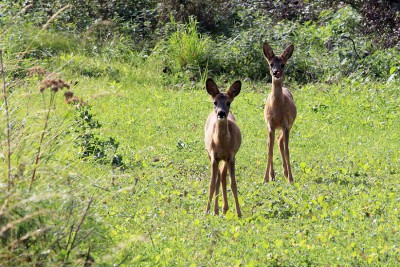 Rehe.jpg