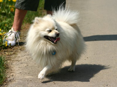 Spitz.jpg