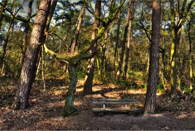 Wald.jpg