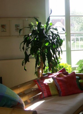 Yucca_Palme_2004.JPG