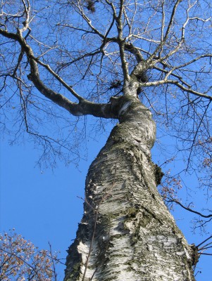 Birke.jpg