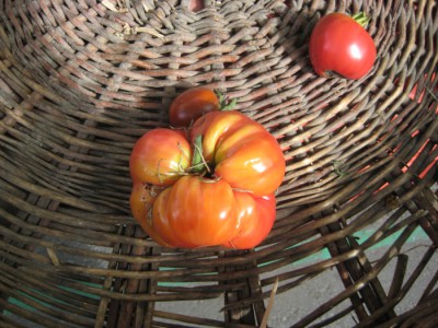 Tomaten.JPG