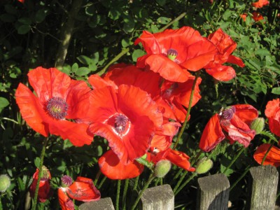 Mohn.JPG
