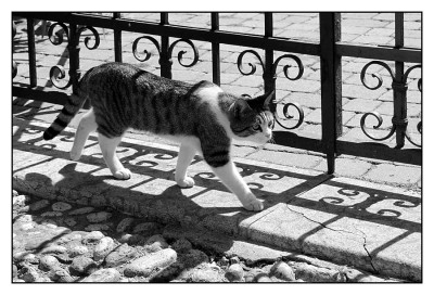 Katze_sw.jpg