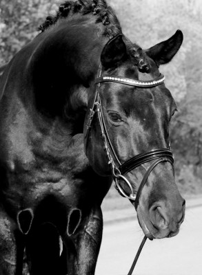 DSC_7673nx2-sw-Aklein.jpg