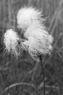 DSC00035_Wollgras_1.jpg