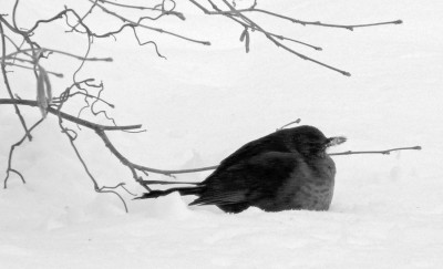 Schnee.jpg