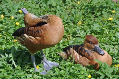 Enten.JPG