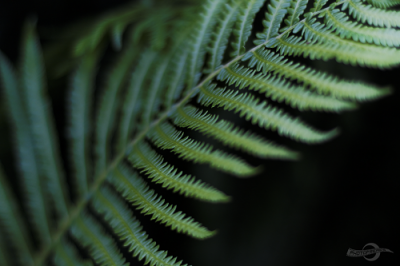 xIMG_1121_DxO_logo.png