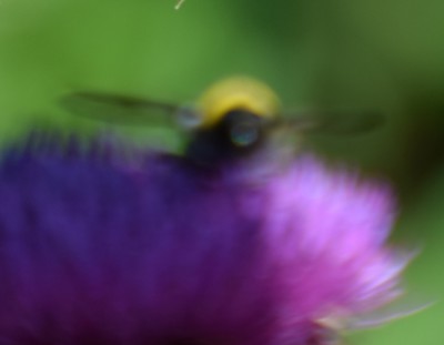 DSC_0217.jpg