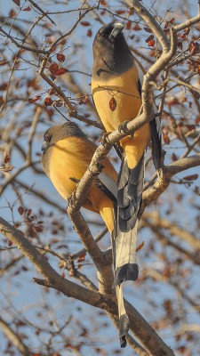 2013-Indien-20022013-042.jpg