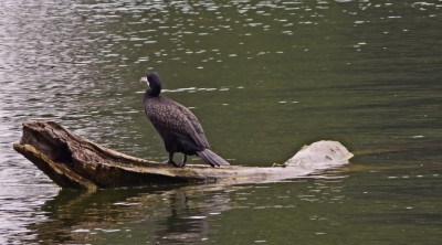 Kormoran.jpg