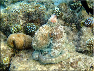 octopus.jpg