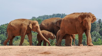 2012-Sri Lanka.jpg