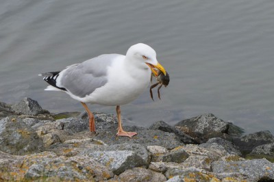 Möwe_DSC_0513-2-900.jpg