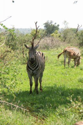 2007 Zebra.JPG