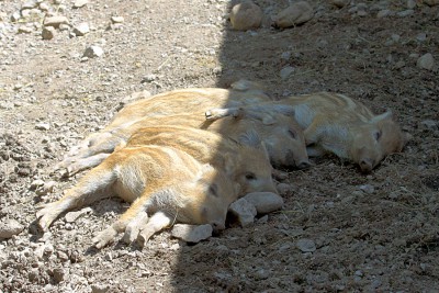 Schweinerei.jpg