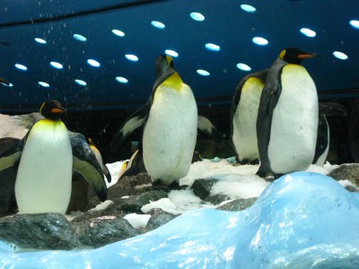 Loro Park.JPG