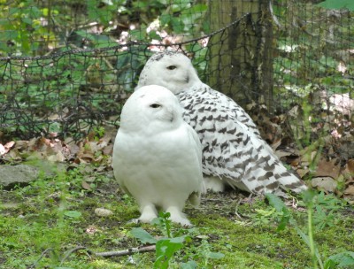 Schneeeulen (2).JPG
