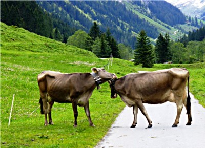 tierische Liebe.jpg