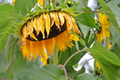 2015-09-sonnenblume.jpg