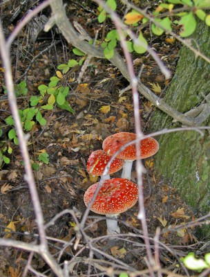 Herbst1.jpg
