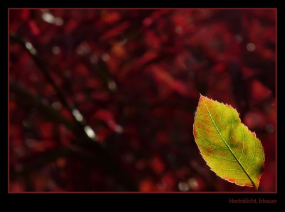 herbst klein.jpg