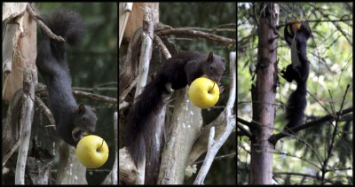 Eichhörnchen.jpg