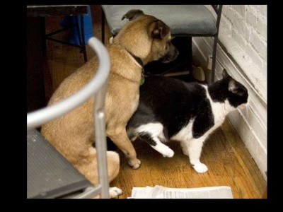 Tierliebe.jpg