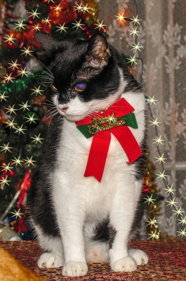 Xmas2004-0061.jpg