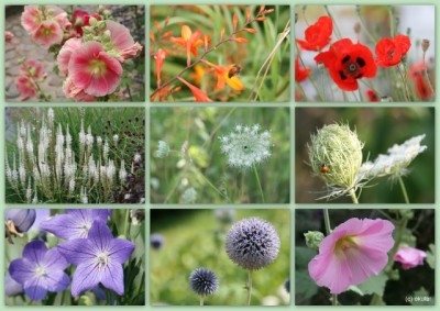 Collage_Blumenkarte.jpg