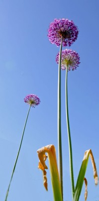 2016-04-Garten1.jpg