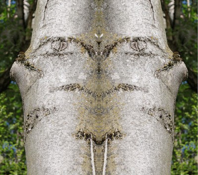 Baumportrait.jpg
