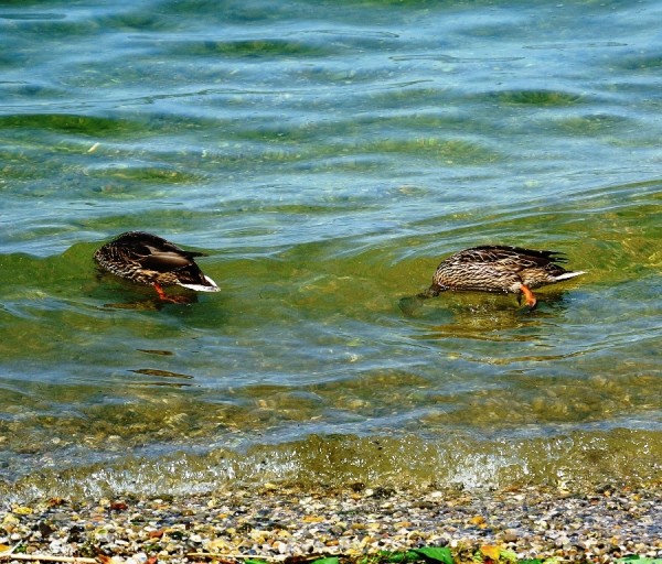 Enten.JPG