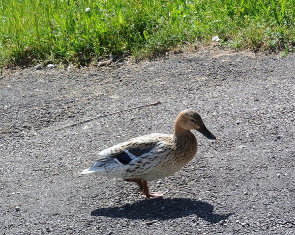 Ente.JPG