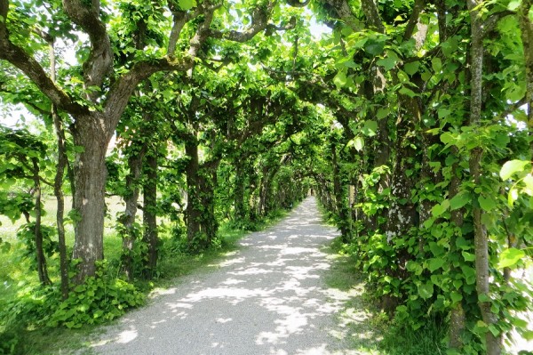 Allee IMG_8764.jpg