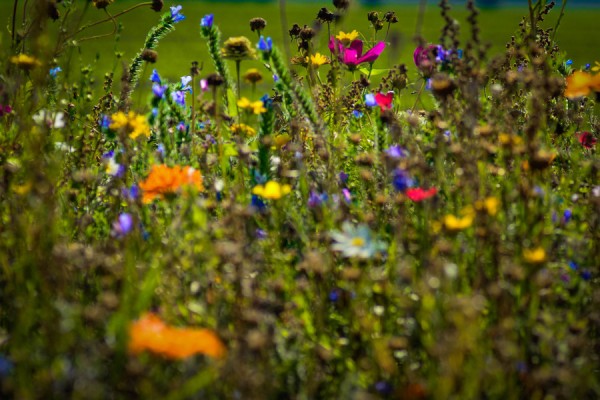 BlumenmeerPx.jpg