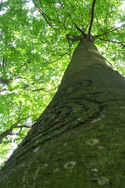 Schau-nach-oben_P1050613-2.jpg