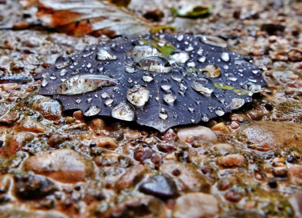 DSCF2315 2.jpg
