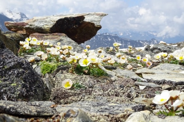 Alpen-Hahnenfuß.jpg