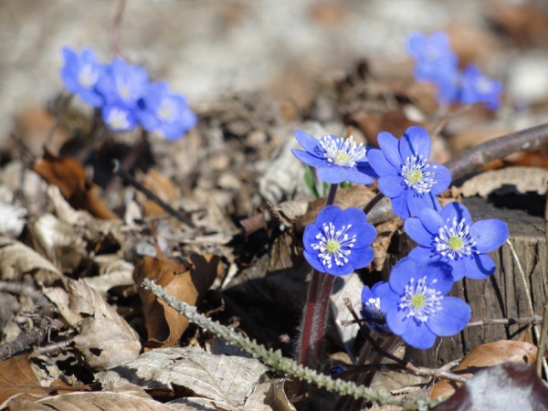 DSC03371_leberblümchen_900.jpg