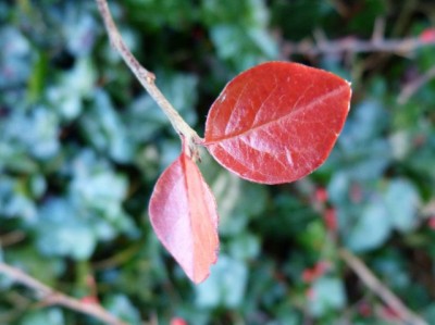 Cewe-Herbst (2).jpg