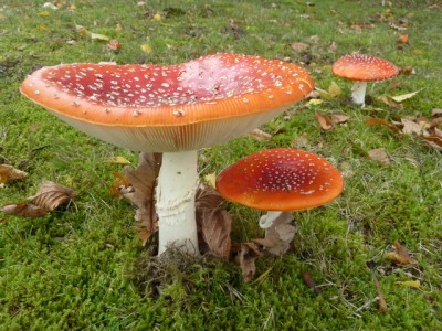 121008_P90481_Herbstpilze.JPG