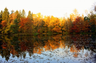 Herbstgold.JPG