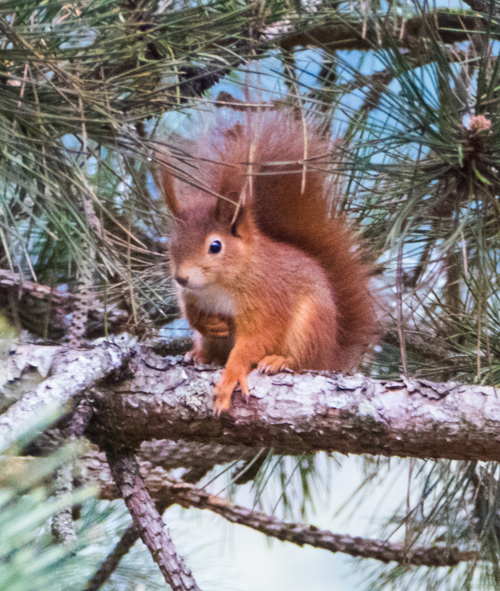 Eichhörnchen.jpg