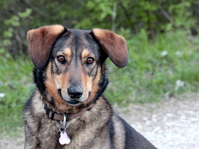 Hundeblick.jpg